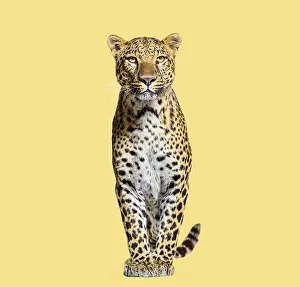Leopard Portrait Prints: Leopard standing on a yellow background