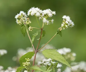Thuringia Germany Flowers Prints: Lesser Snakeroot (Eupatorium aromaticum)