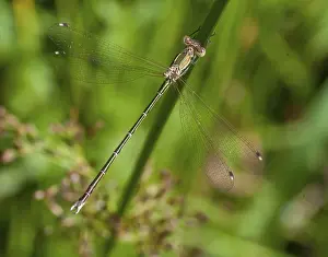 Prints of Leste Barbarus, Migrant Spreadwing, Shy Emerald Damselfly, Southern Emerald Damselfly, Damselflies, Dragonflies, Insects, Dragonflies, Odonata, Zygoptera Odonata Prints: Migrant Spreadwing Damselfly Print