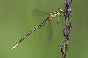 Prints of Leste Barbarus, Migrant Spreadwing, Shy Emerald Damselfly, Southern Emerald Damselfly, Damselflies, Dragonflies, Insects, Dragonflies, Odonata, Zygoptera Odonata Prints: Leste Barbarus Migrant Spreadwing Print
