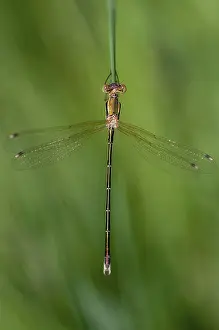 Prints of Leste's Barbarus, Migrant Spreadwing, Shy Emerald Damselfly, Southern Emerald Damselfly, Damselflies, Dragonflies, High Size, Portrait Format, Insects, Dragonflies, Odonata Odonata Prints: Leste's Barbarus Migrant Spreadwing Print