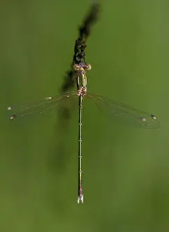 Prints of Leste's Barbarus, Migrant Spreadwing, Shy Emerald Damselfly, Southern Emerald Damselfly, Damselflies, Dragonflies, High Size, Portrait Format, Insects, Dragonflies, Odonata Odonata Prints: Leste's Barbarus Migrant Spreadwing Print