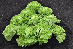 Deserted Vegetable Garden Prints: Lettuce