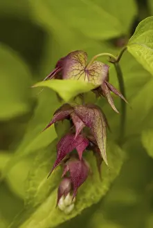 Framed Print : Leycesteria formosa Print Framed Print : Leycesteria formosa Print