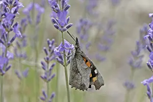 Flower Visit Prints: Libythea celtis, hackberry moth