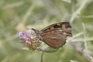 Flower Visit Prints: Libythea celtis, hackberry moth