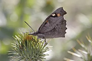 Flower Visit Prints: Libythea celtis, hackberry moth