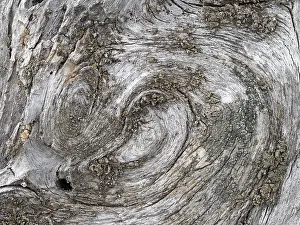 South Tyrol Nature Prints: Lichen on a weathered tree trunk