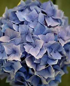 Deserted Table Setting Prints: Still Life with Hydrangeas in a Blue Cup