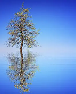 Environmental Pollution Prints: Life time