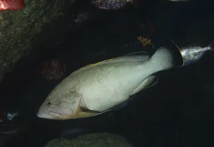 Prints of A light-coloured predatory fish, the Dusky Grouper (Epinephelus marginatus) (Mycteroperca marginatus), swimming close to the rocks at the Bufadero dive site, Palm Mar, Tenerife, Canary Islands, Spain Grouper Prints: Dusky Grouper Print, Canary Islands