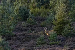 Evening Sunlight Prints: In the last light of the evening sun
