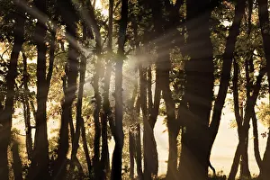Forested Countryside Landscapes Prints: The light in the forest