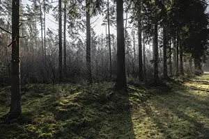 Central Europe Landscape Shots Prints: Light rays in the forest, Emsland