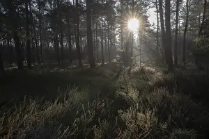 Central Europe Forest Scene Prints: Light rays in the forest, Emsland
