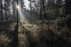 Light Rays In Forest Prints: Light rays in the forest, Emsland