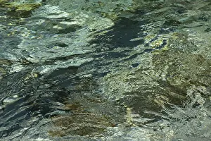 Wild River Nature Reserve Prints: Light reflections on the water surface