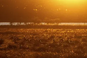 Cervus Elaphus Prints: In the light of the setting sun
