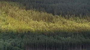 Scandinavian Travel Photos Prints: Light and shadow on a dense pine forest at dusk