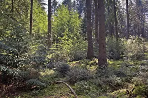 Emsland Landscape Photography Prints: Light in the spring forest, Emsland