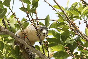 Wildlife Photography Naples Prints: Light tan fox squirrel Sciurus niger eats berries out of a tree in Naples