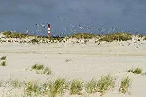 Amrum Lighthouse Prints: Lighthouse in the dunes, Amrum