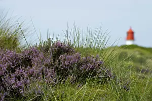 Amrum Lighthouse Prints: Lighthouse in the dunes, Amrum