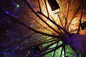 Prints of Lighting the Christmas tree inside. Night Christmas toys. Dressed Christmas tree on the street. Atyrau, Kazakhstan, Eurasia Related Prints: Atyrau, Kazakhstan Christmas Tree Print