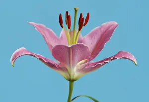 Lilac Blossom Prints: Lily