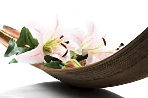 Close Up Lily Blossom Prints: Lily in palm leaf