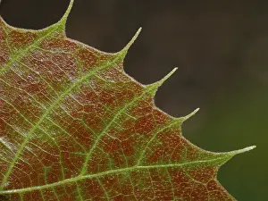 Deciduous Tree Prints: Lime tree