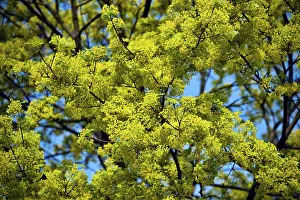 Deciduous Tree In Spring Prints: Lime tree in blossom in spring