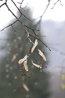 Linden Tree Germany Prints: Lime tree branches with raindrops, spring, Germany