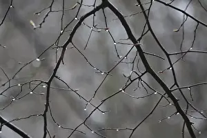 Deciduous Tree Springtime Prints: Lime tree branches with raindrops, spring, Germany
