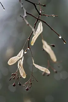 Linden Tree Germany Prints: Lime tree branches with raindrops, spring, Germany