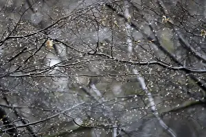 Deciduous Tree Branch Prints: Lime tree branches with raindrops, spring, Germany