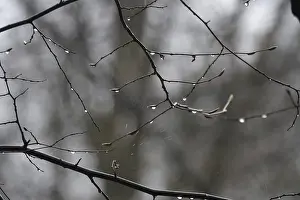 German Nature Scenery Prints: Lime tree branches with raindrops, spring, Germany