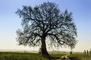 Lime Tree Prints: Lime-Tree clear against the blue sky