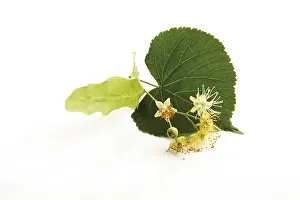 Alternative Medicine Plant Prints: Lime tree leaf and blossoms