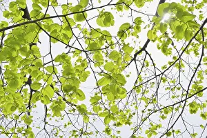 Springtime Nature Scenes Prints: Lime tree leaves in spring