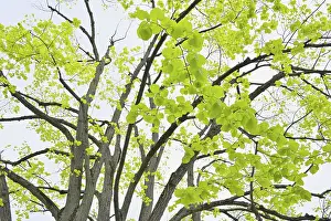 Springtime Nature Scenes Prints: Lime tree leaves in spring