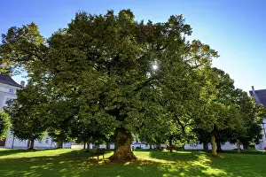 Abandoned Monastery Complex Prints: Lime tree, Obermarchtal Monastery