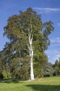 Deciduous Tree Care Prints: Limed tree trunk on a copper beech as protection against frost