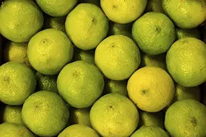 Fresh Limes Prints: Limes