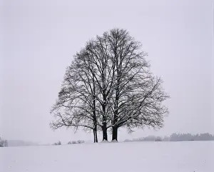 Remote Landscape Photography Prints: Three limetrees - winter
