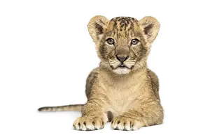 Young Lion Prints: Lion cub lying, looking at the camera