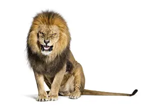Mammalian Wildlife Photography Prints: Lion pulling a face and looking at the camera