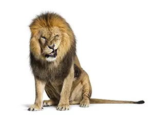 Lion Studio Shot Prints: Lion pulling a face and looking at the camera