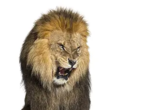 Lion Close Up Prints: Lion pulling a face, looking at the camera and showing its teeth