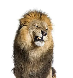 Studio Shot Of A Lion Prints: Lion pulling a face, looking at the camera and showing its teeth